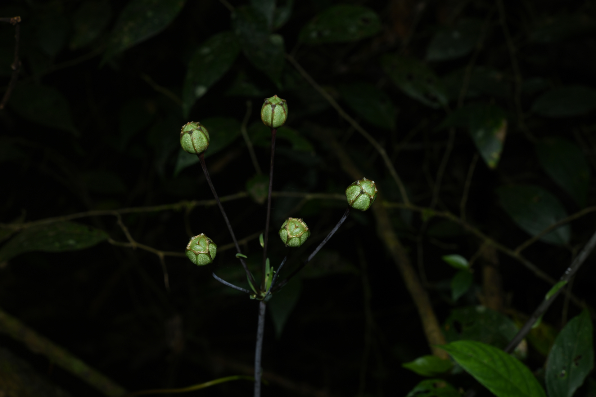 Alstroemeria amazonica Ducke - Photo Bivouac Naturaliste