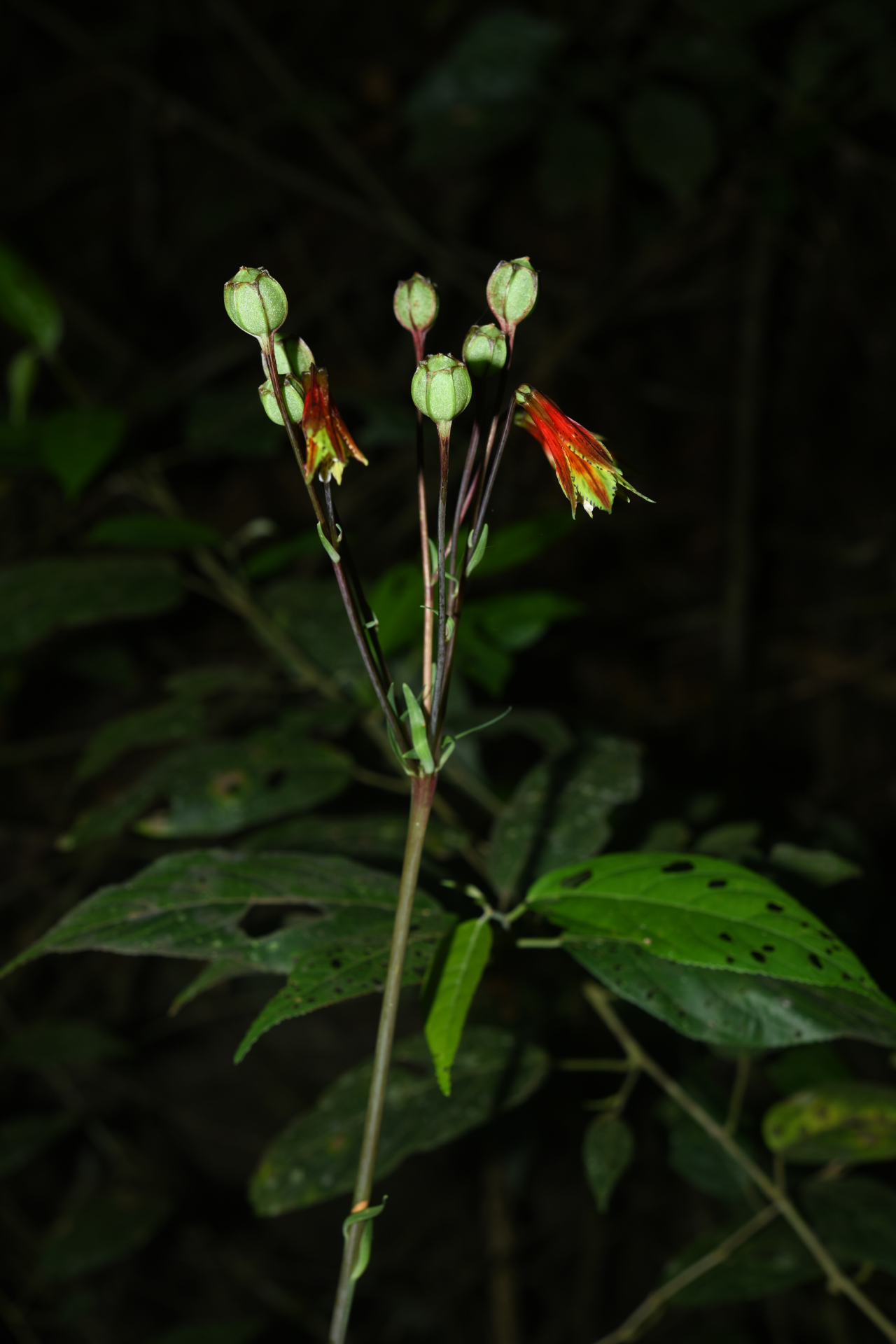 Alstroemeria amazonica Ducke - Photo Bivouac Naturaliste