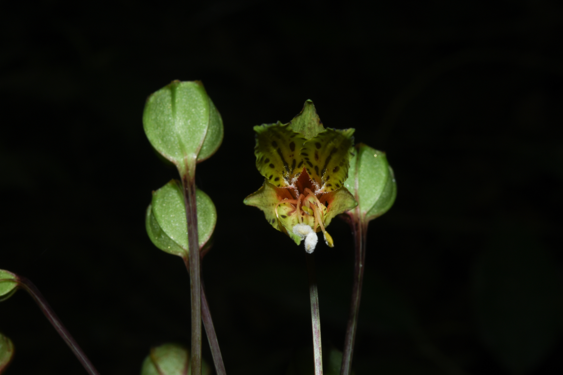 Alstroemeria amazonica Ducke - Photo Bivouac Naturaliste