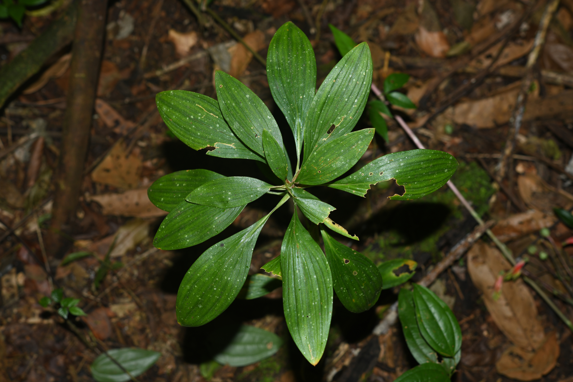 Alstroemeria amazonica Ducke - Photo Bivouac Naturaliste