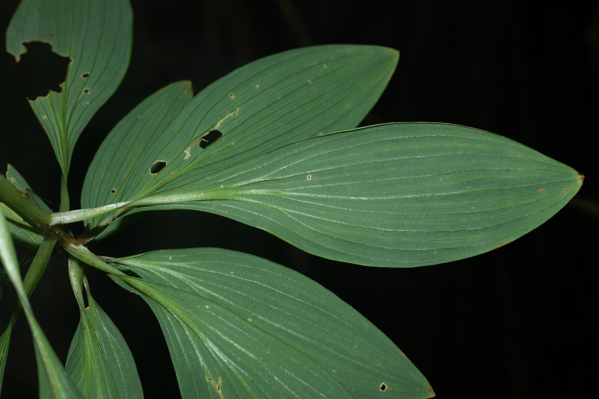Alstroemeria amazonica Ducke - Photo Bivouac Naturaliste