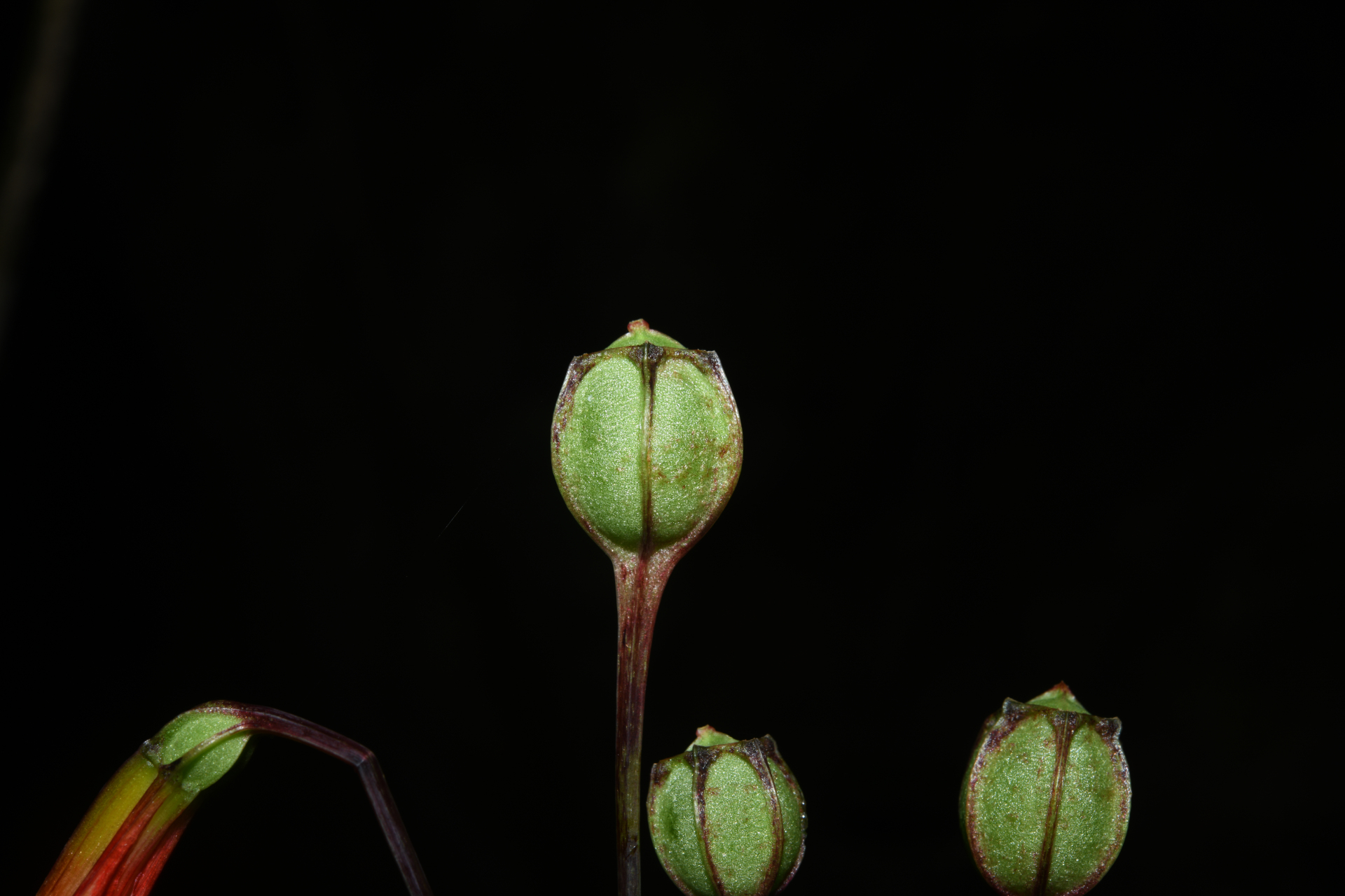 Alstroemeria amazonica Ducke - Photo Bivouac Naturaliste