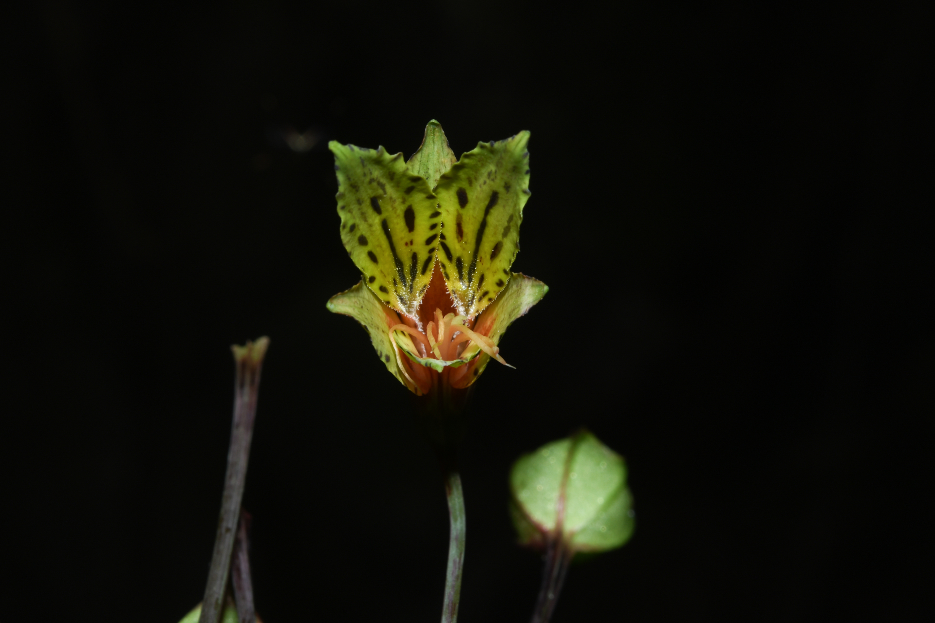 Alstroemeria amazonica Ducke - Photo Bivouac Naturaliste
