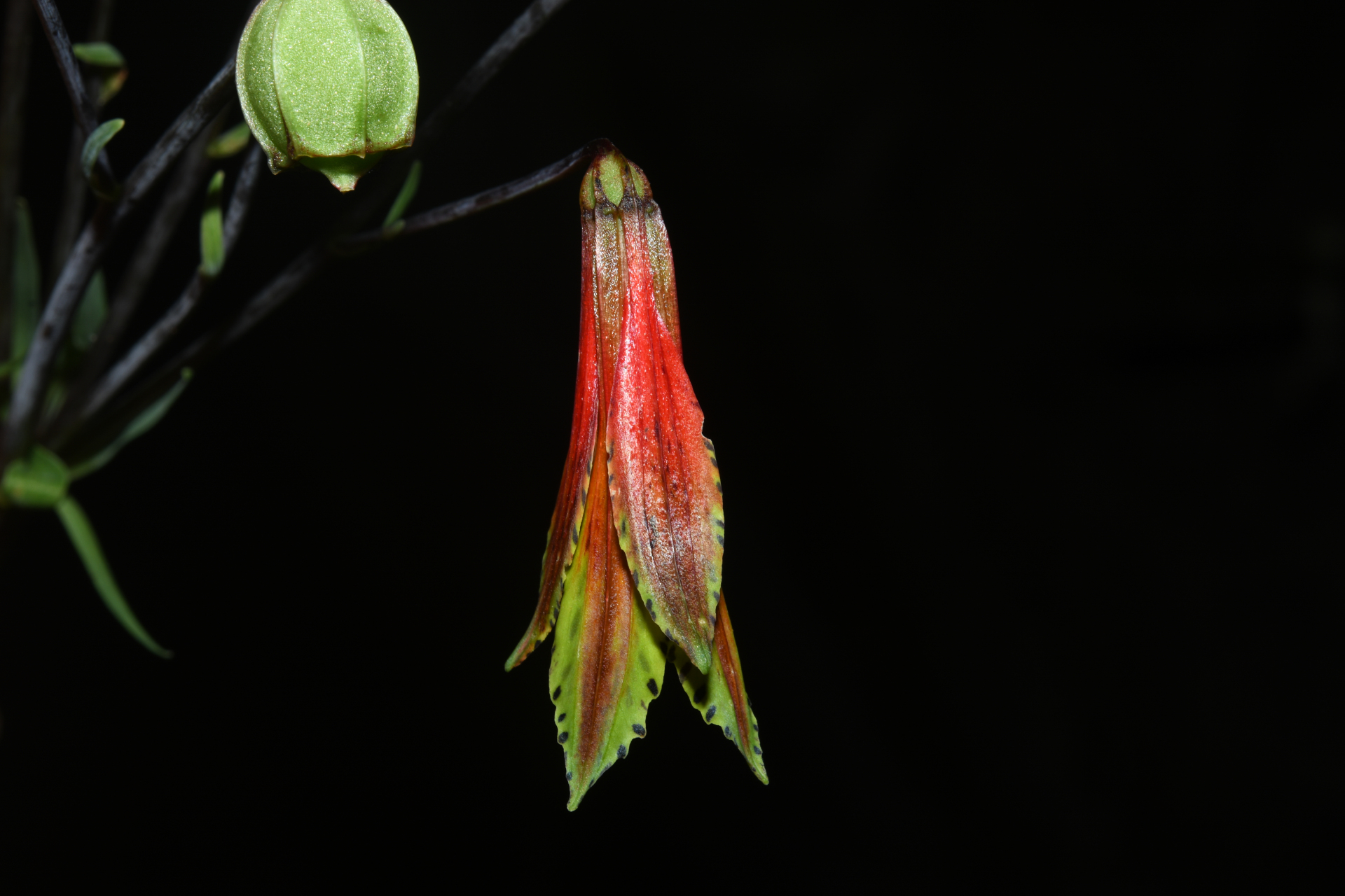 Alstroemeria amazonica Ducke - Photo Bivouac Naturaliste