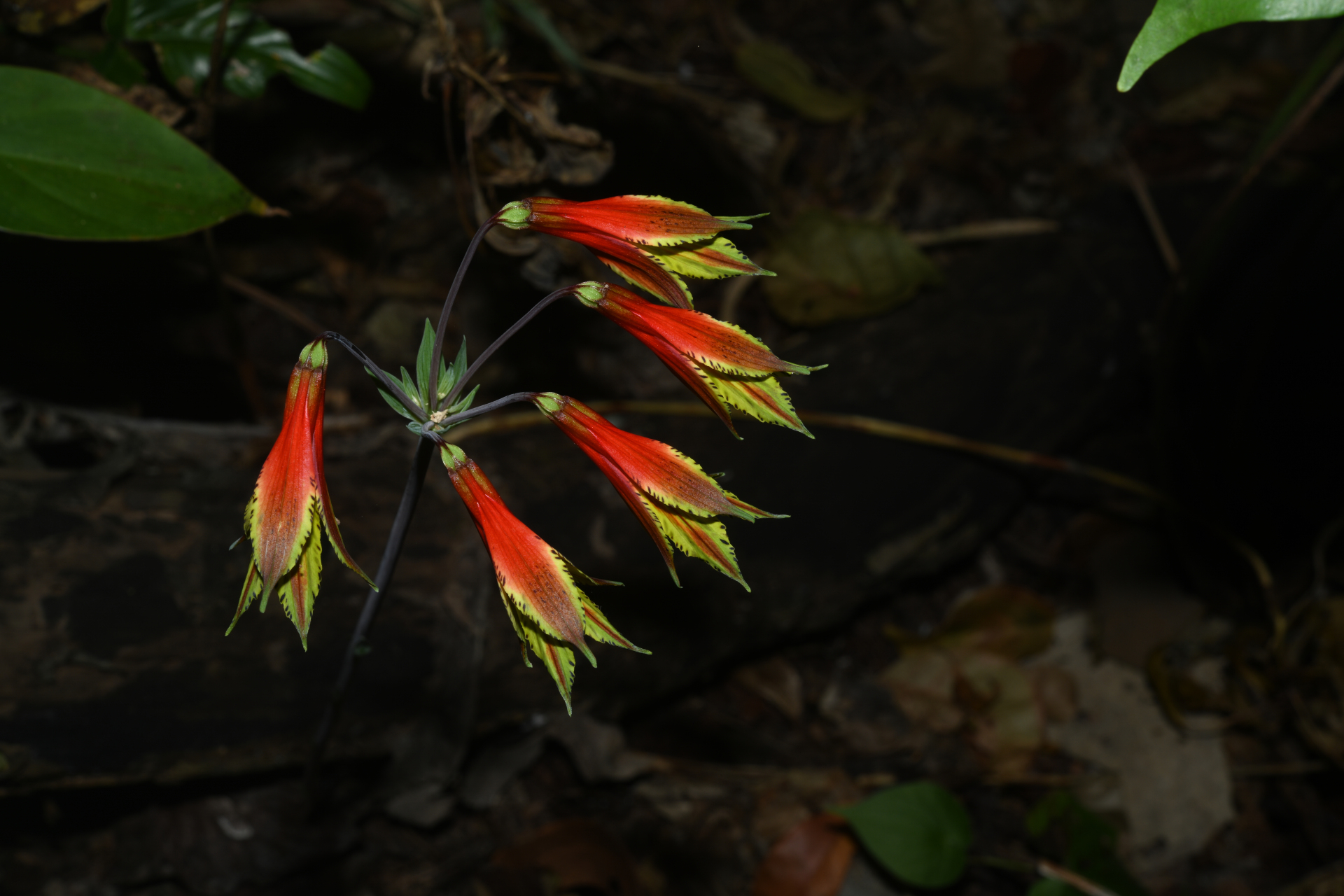 Alstroemeria amazonica Ducke - Photo Bivouac Naturaliste