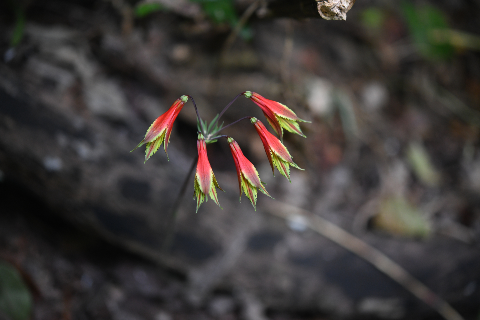 Alstroemeria amazonica Ducke - Photo Bivouac Naturaliste