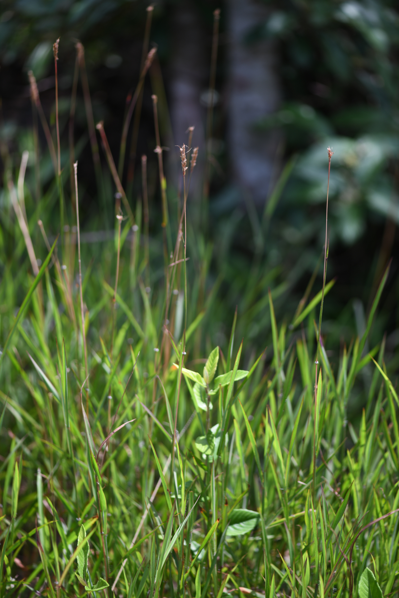 Ischaemum ciliare Retz. - Photo Bivouac Naturaliste