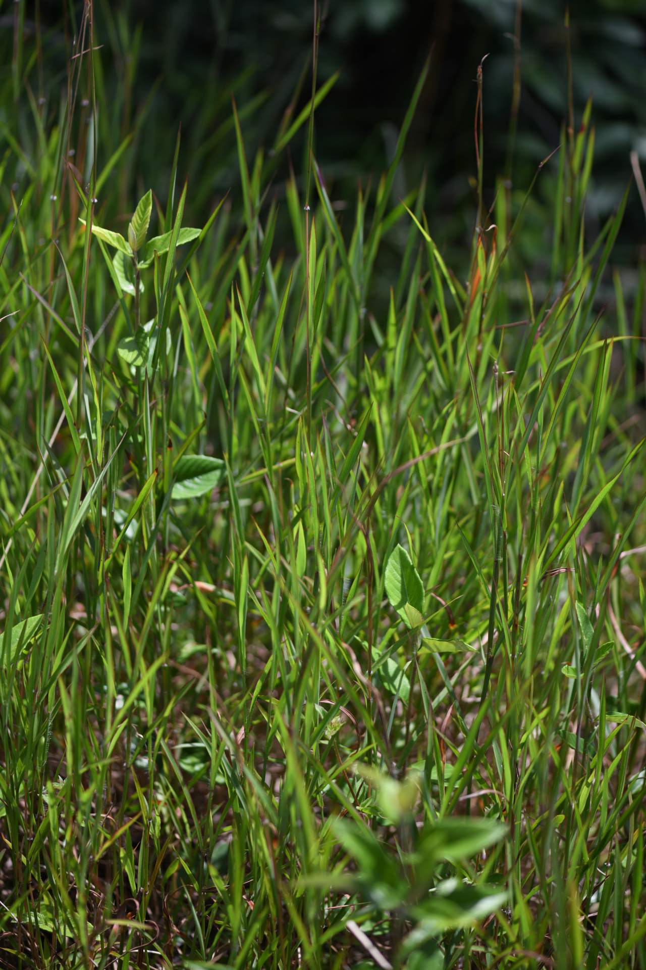 Ischaemum ciliare Retz. - Photo Bivouac Naturaliste