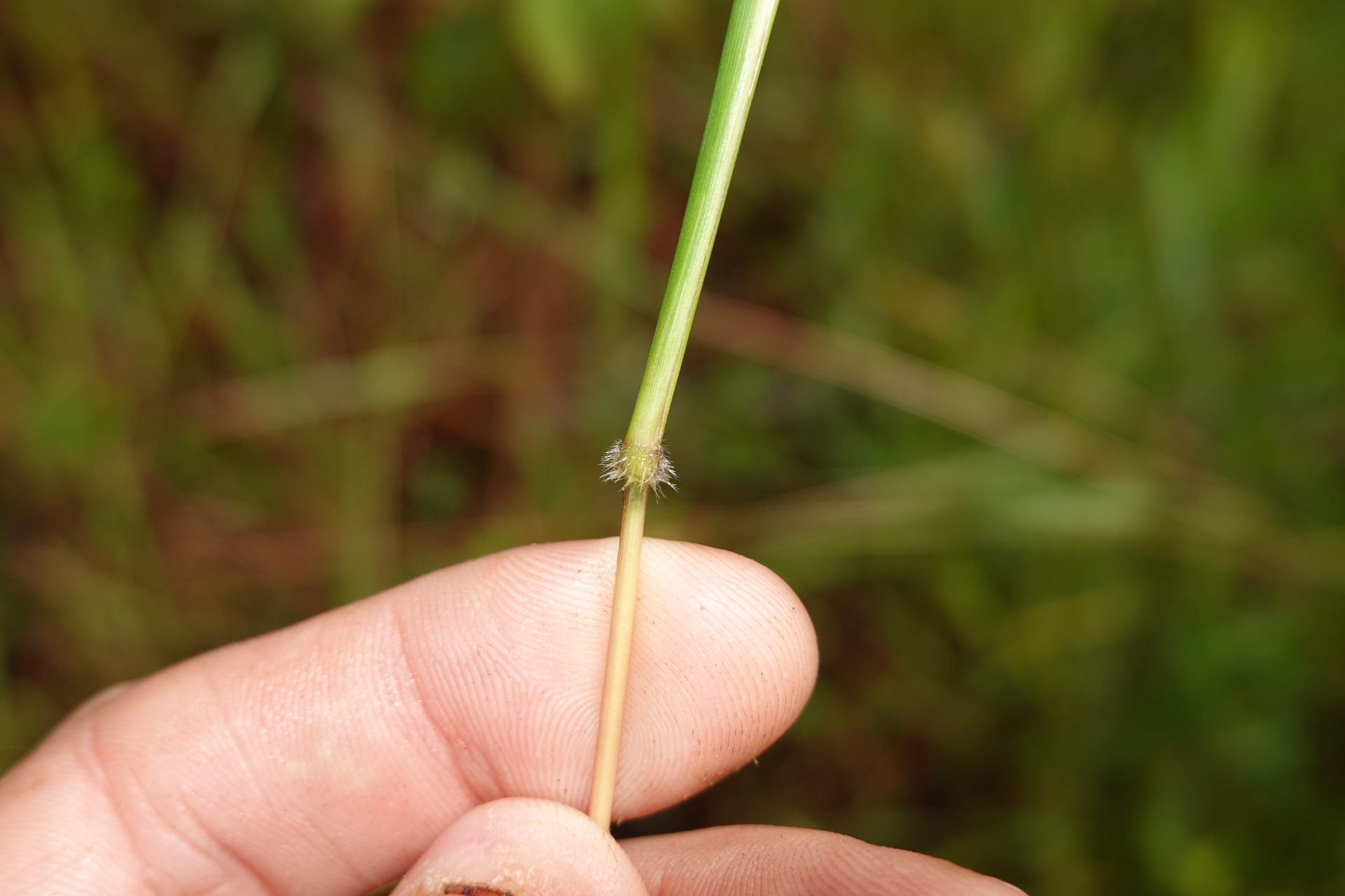 Ischaemum ciliare Retz. - Photo Bivouac Naturaliste