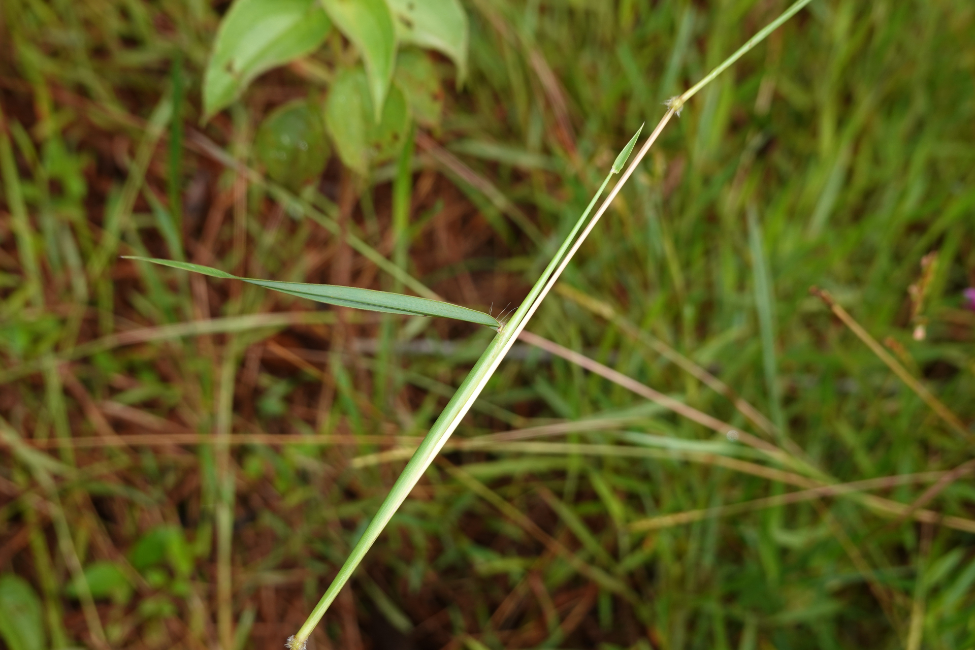 Ischaemum ciliare Retz. - Photo Bivouac Naturaliste