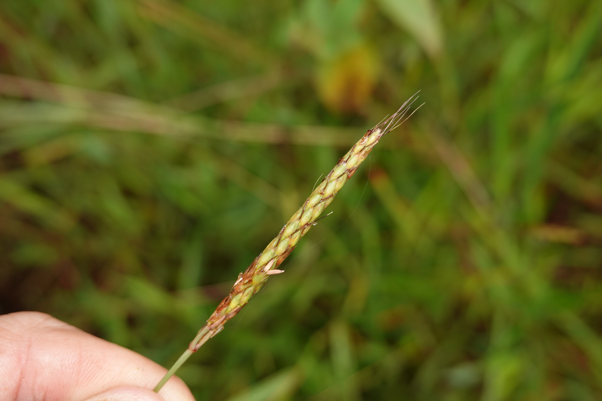 Ischaemum ciliare Retz. - Photo Bivouac Naturaliste