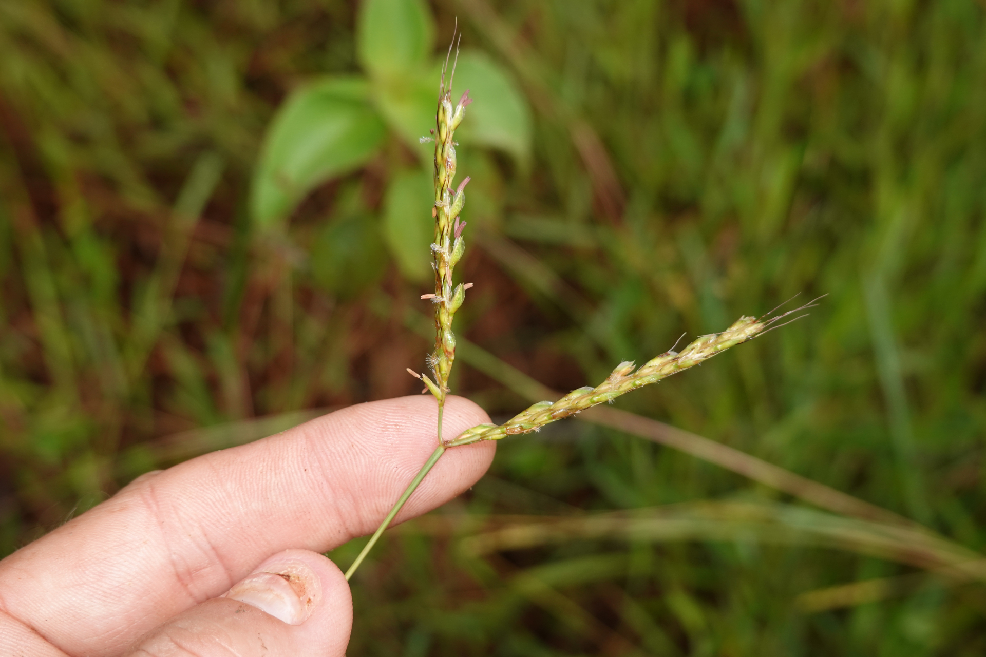 Ischaemum ciliare Retz. - Photo Bivouac Naturaliste