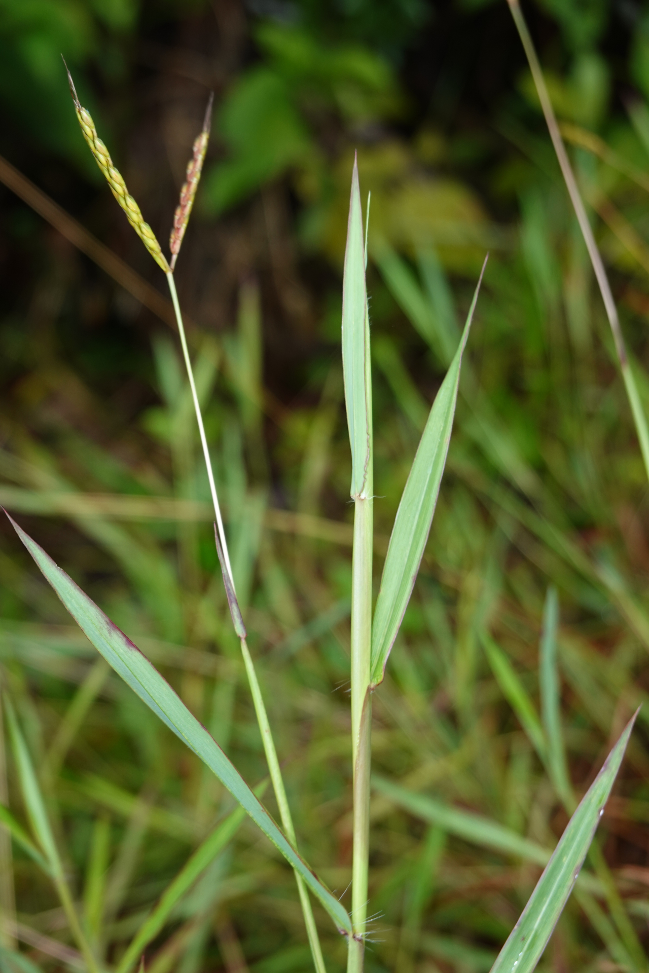 Ischaemum ciliare Retz. - Photo Bivouac Naturaliste