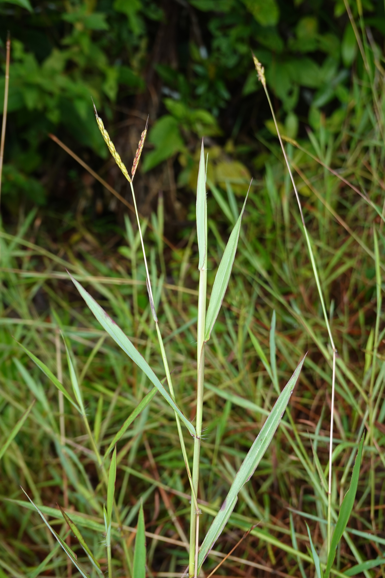 Ischaemum ciliare Retz. - Photo Bivouac Naturaliste