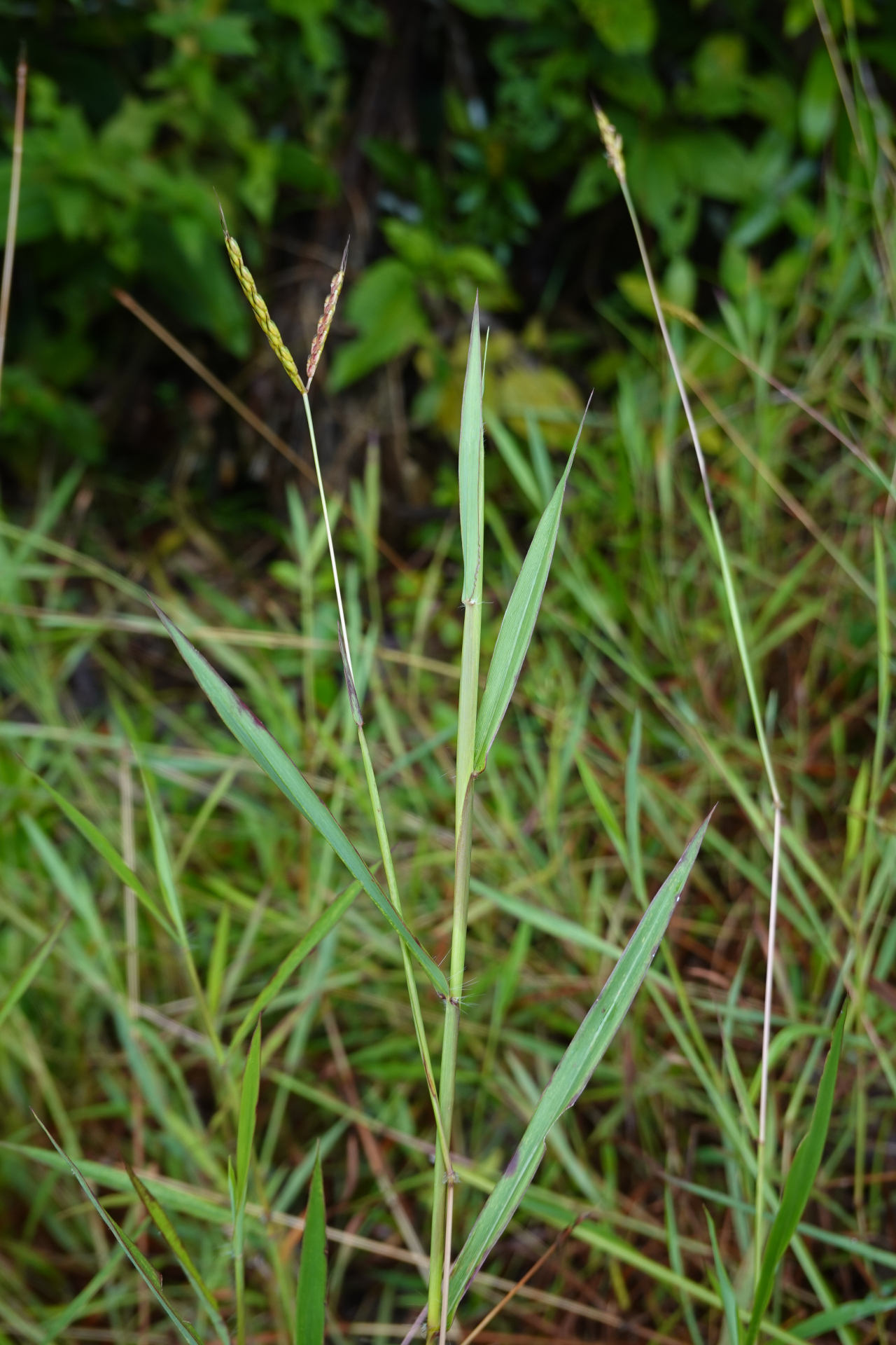 Ischaemum ciliare Retz. - Photo Bivouac Naturaliste