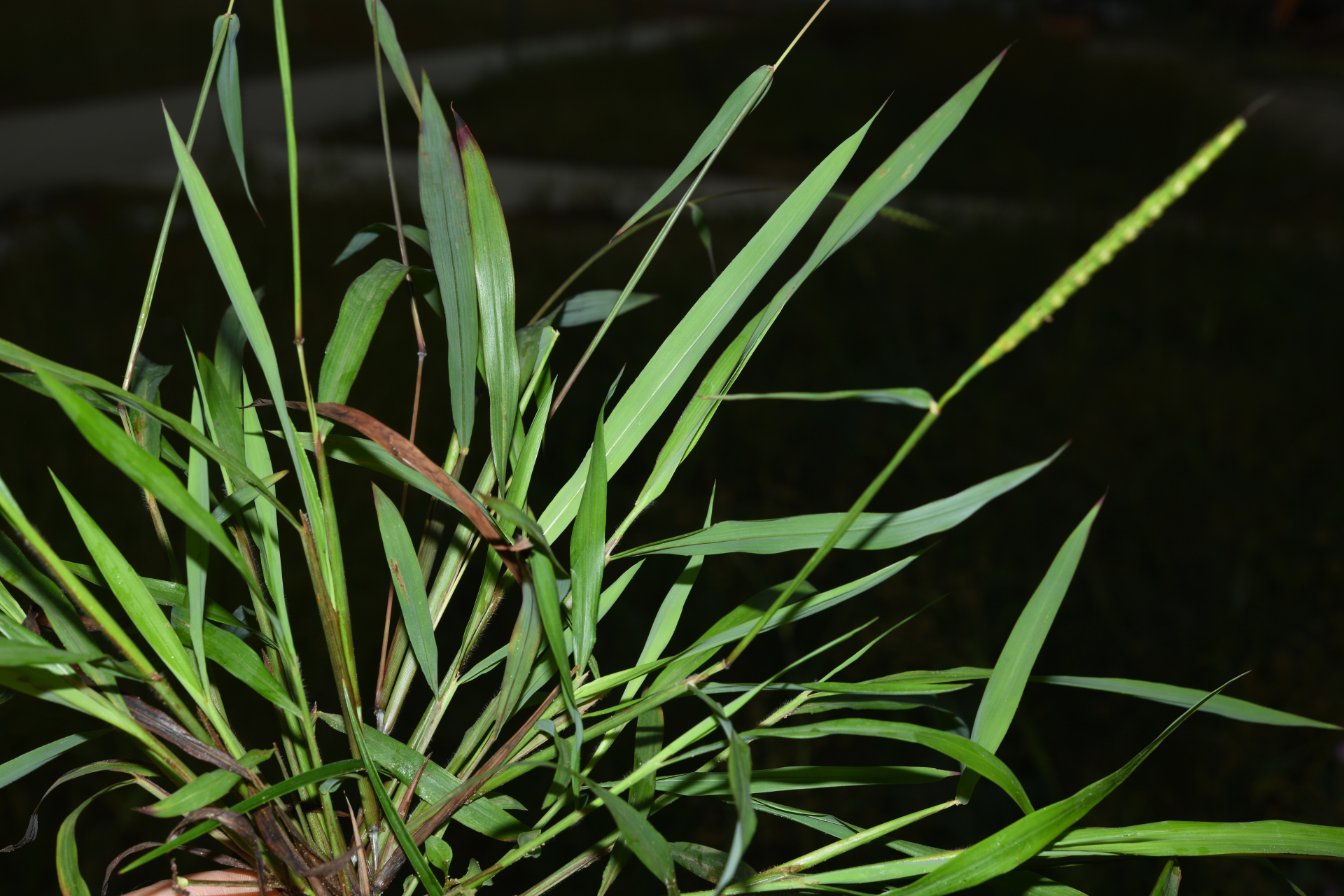 Ischaemum rugosum Salisb. - Photo Bivouac Naturaliste