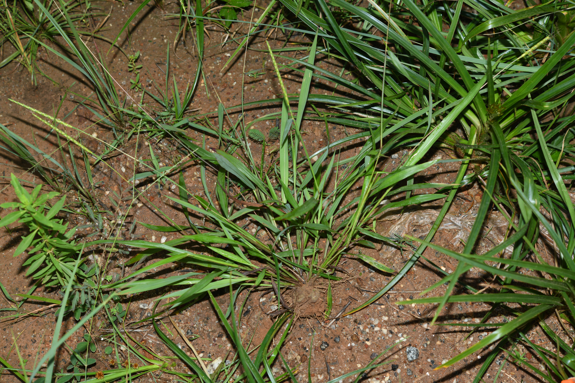 Ischaemum rugosum Salisb. - Photo Bivouac Naturaliste