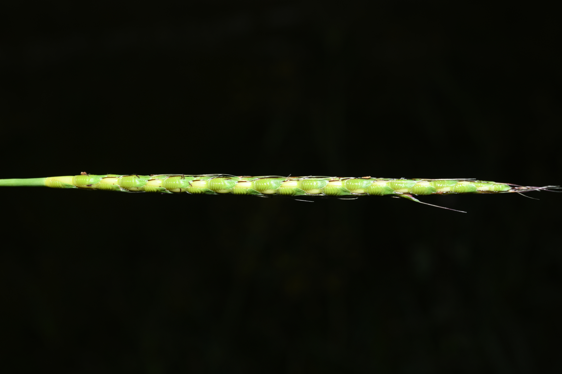 Ischaemum rugosum Salisb. - Photo Bivouac Naturaliste