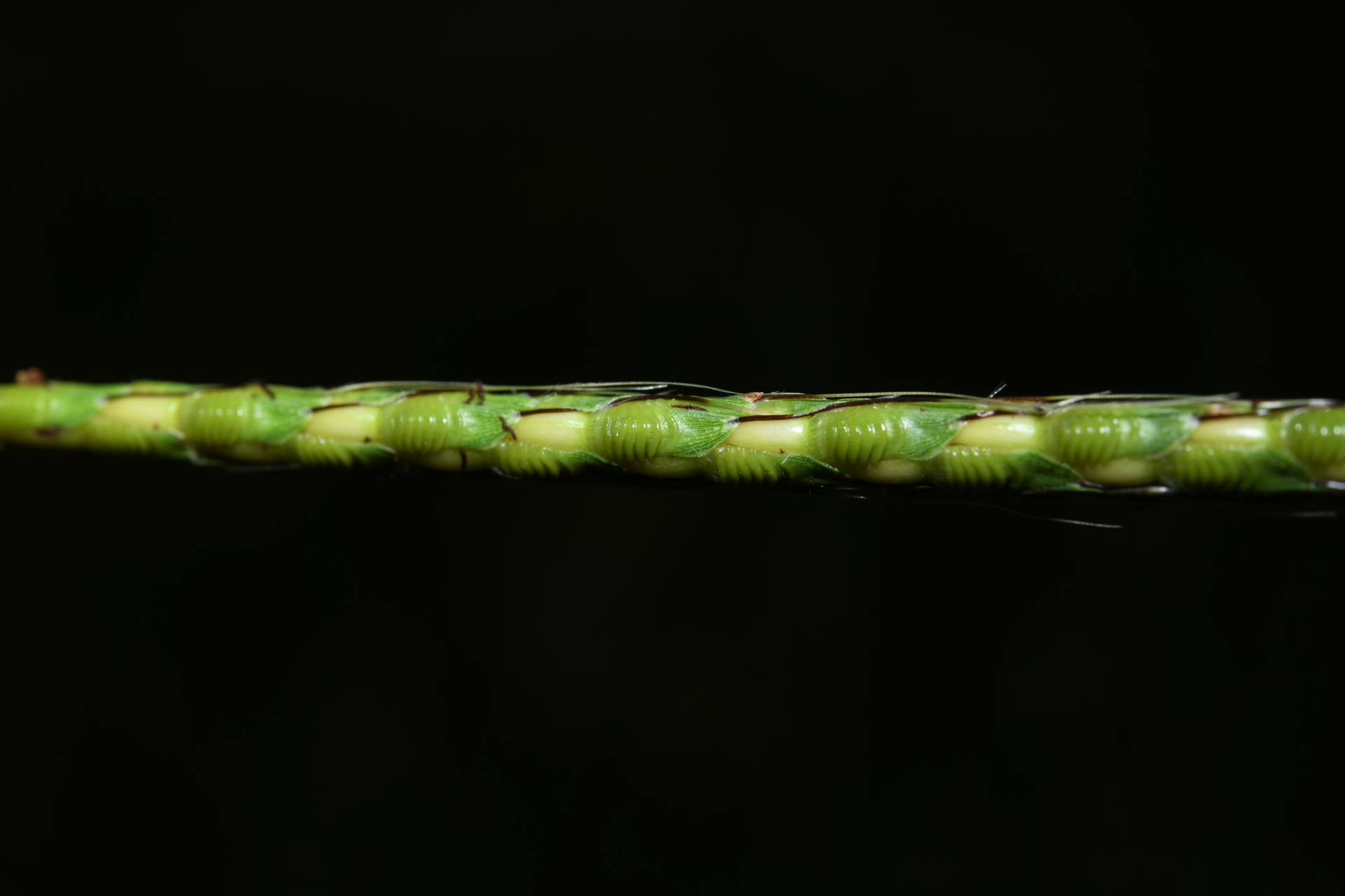 Ischaemum rugosum Salisb. - Photo Bivouac Naturaliste