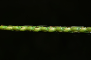 Ischaemum rugosum Salisb.