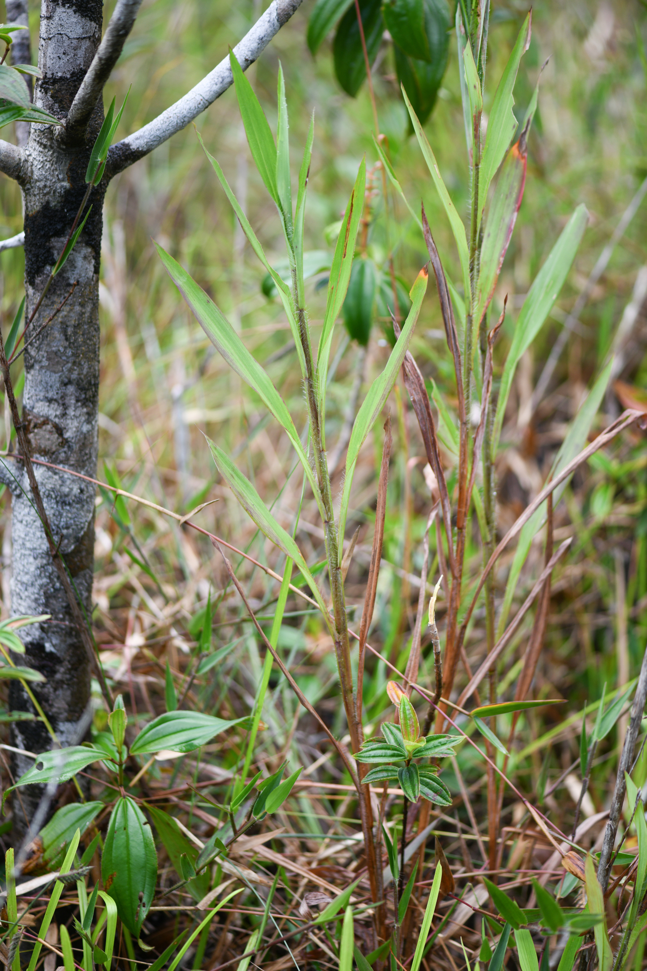 Ischaemum guianense Kunth ex Hack. - Photo Bivouac Naturaliste