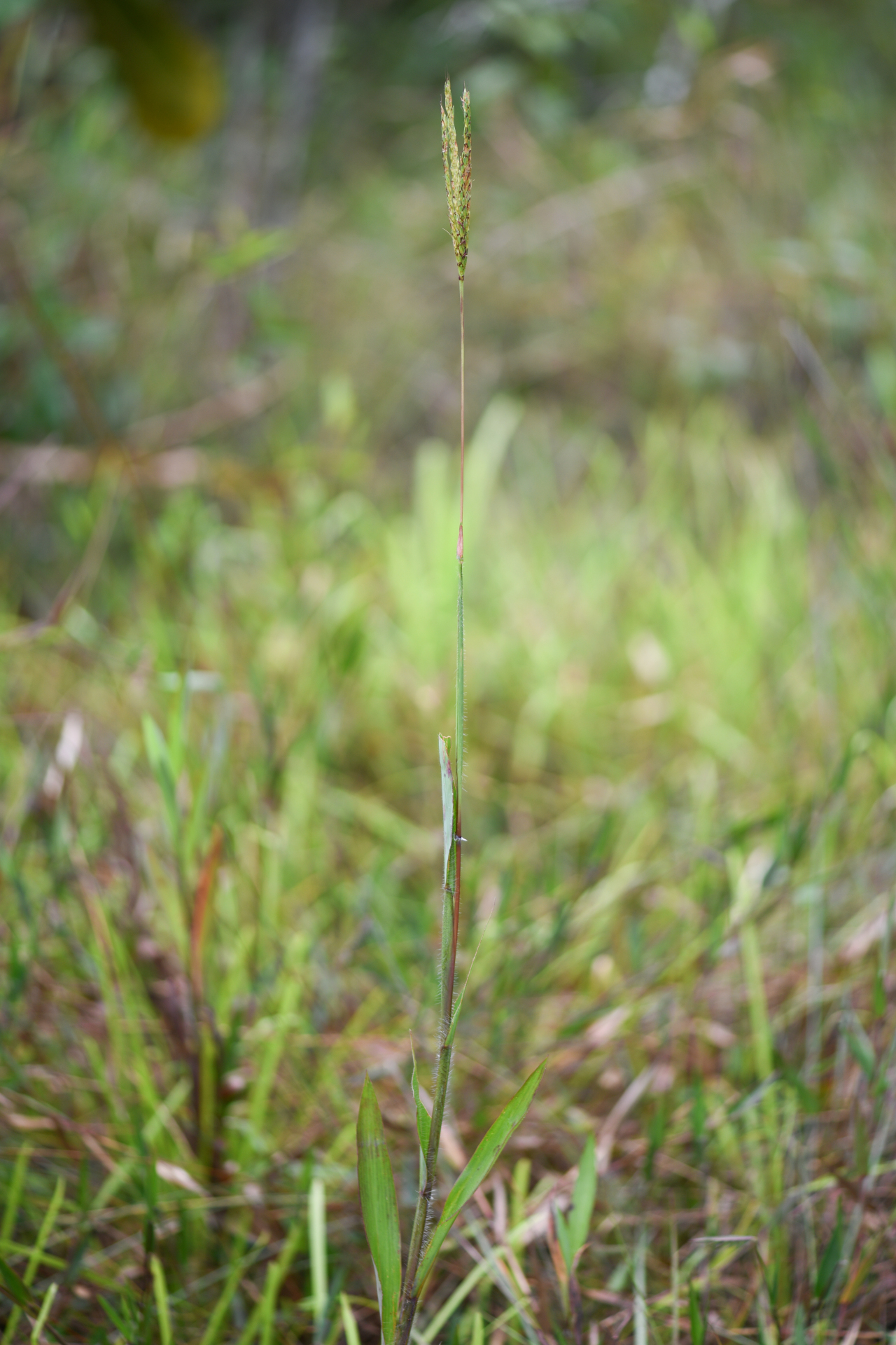 Ischaemum guianense Kunth ex Hack. - Photo Bivouac Naturaliste