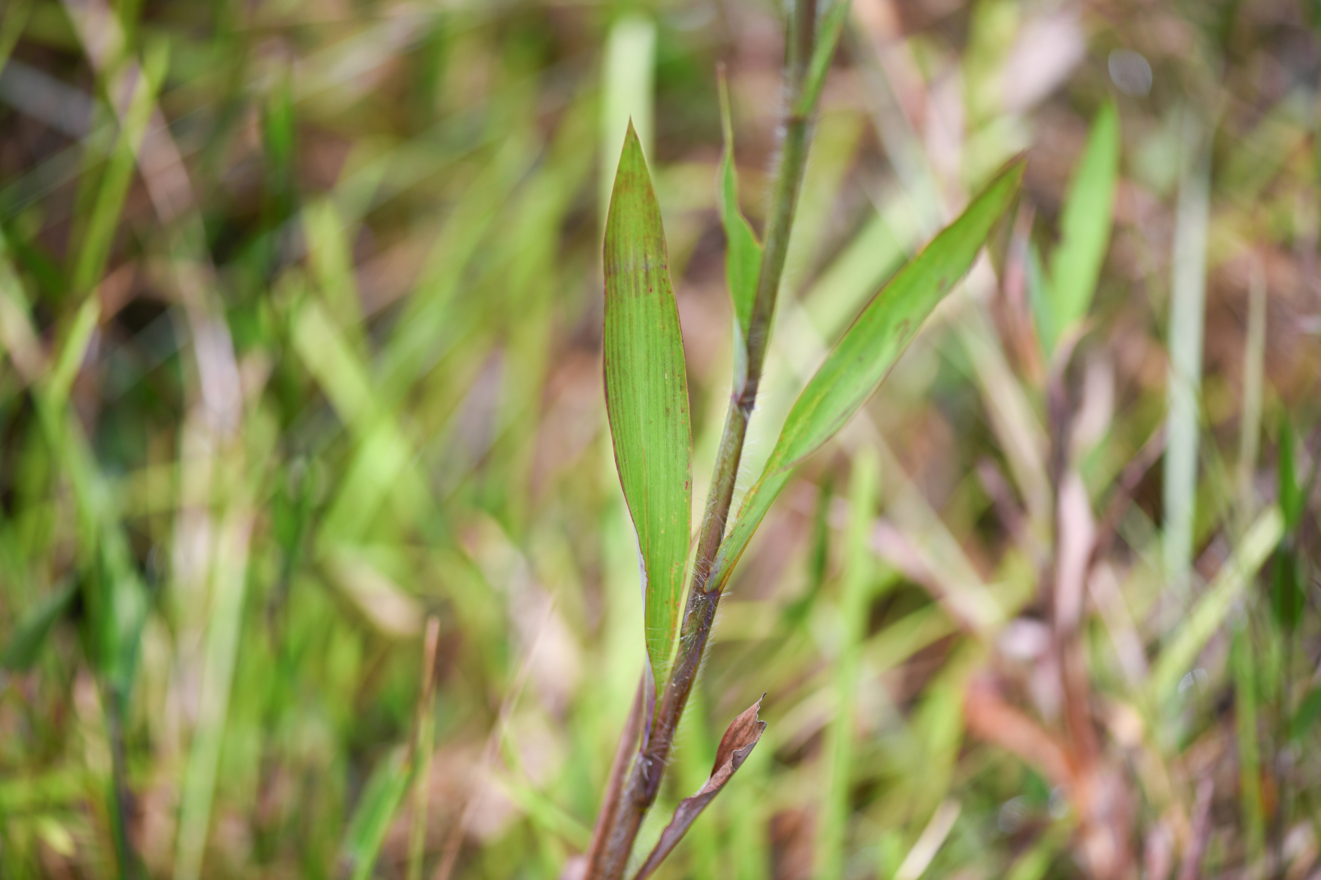 Ischaemum guianense Kunth ex Hack. - Photo Bivouac Naturaliste