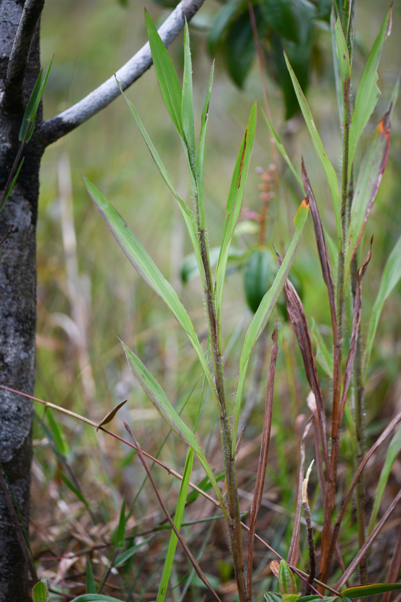 Ischaemum guianense Kunth ex Hack. - Photo Bivouac Naturaliste