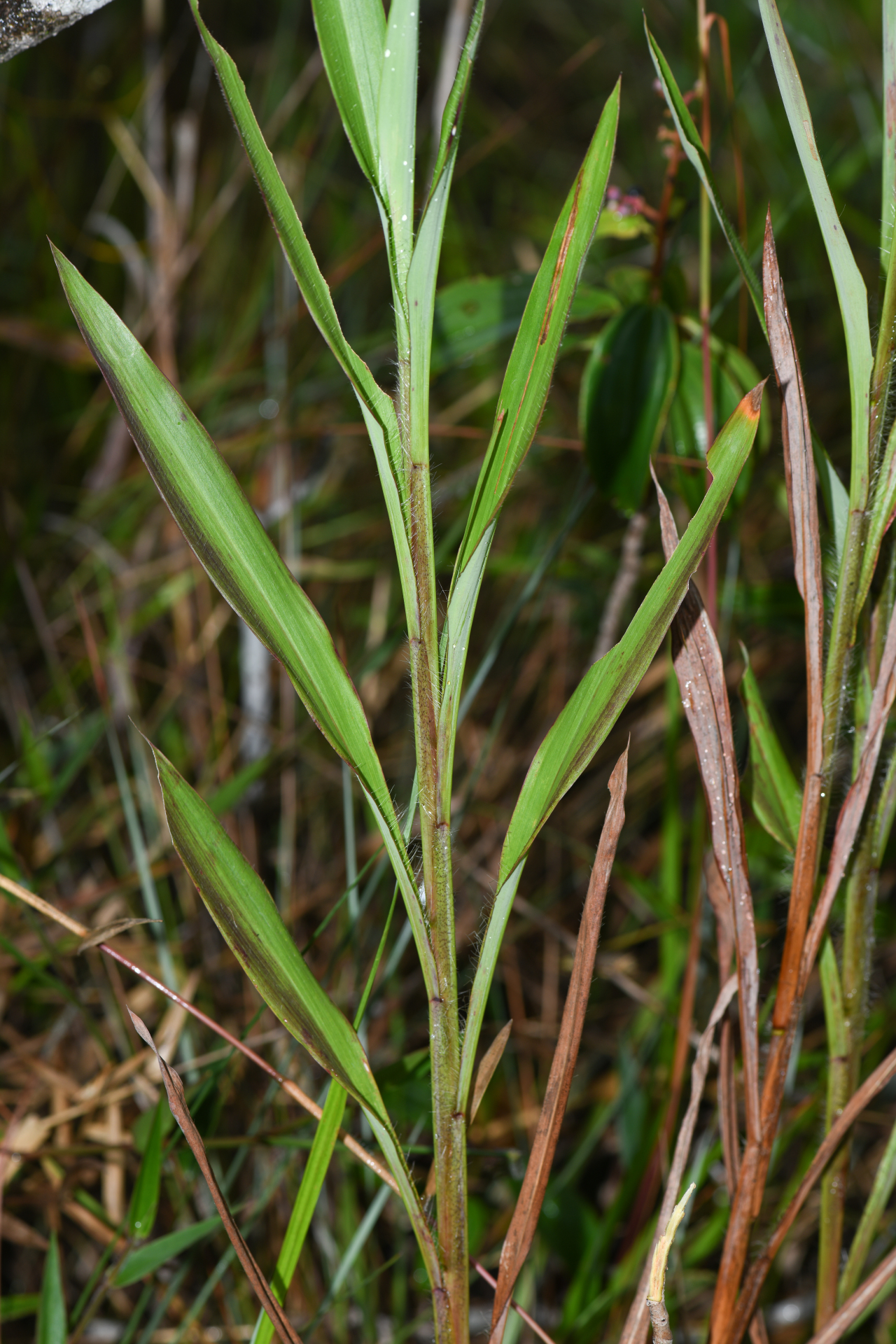Ischaemum guianense Kunth ex Hack. - Photo Bivouac Naturaliste