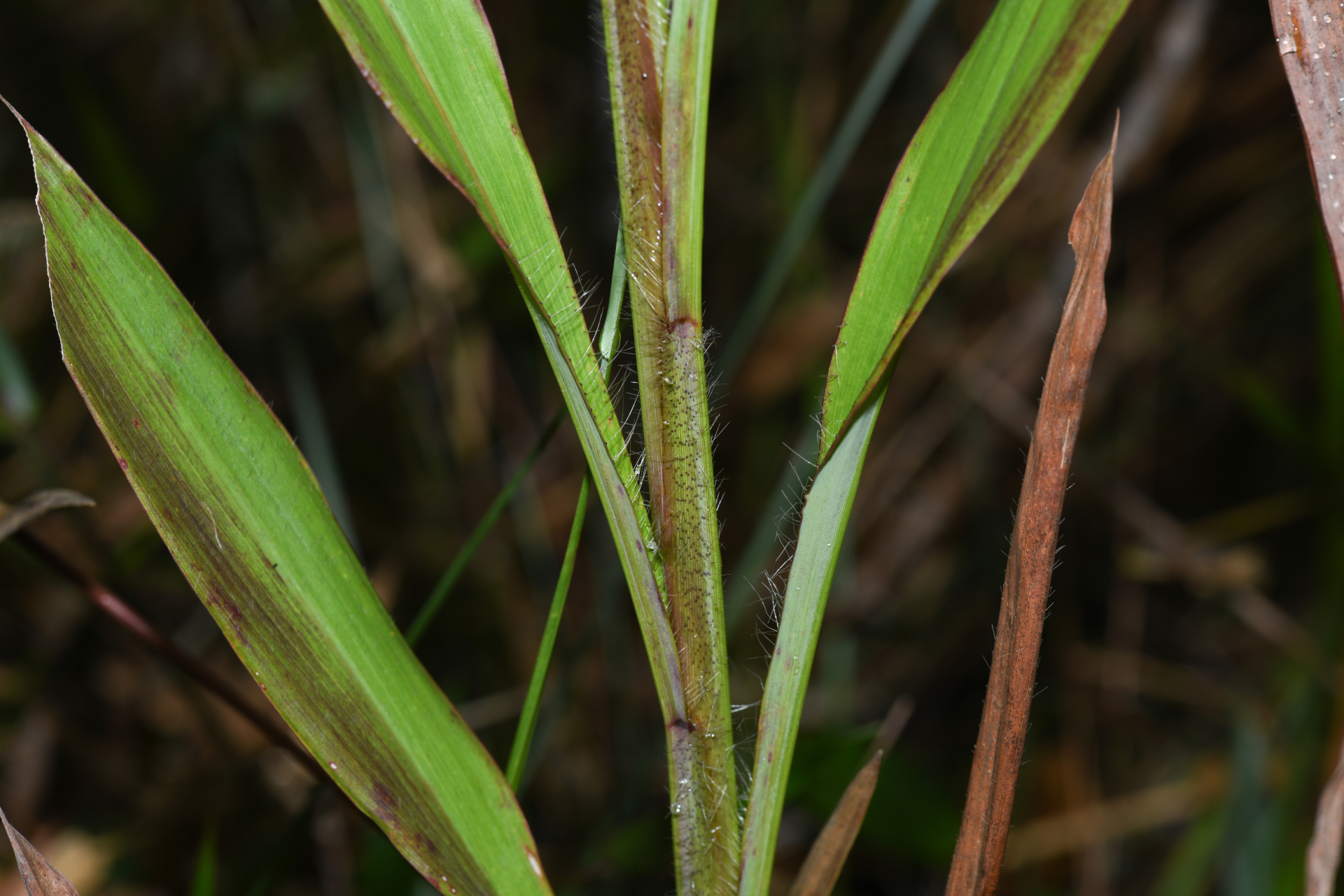 Ischaemum guianense Kunth ex Hack. - Photo Bivouac Naturaliste