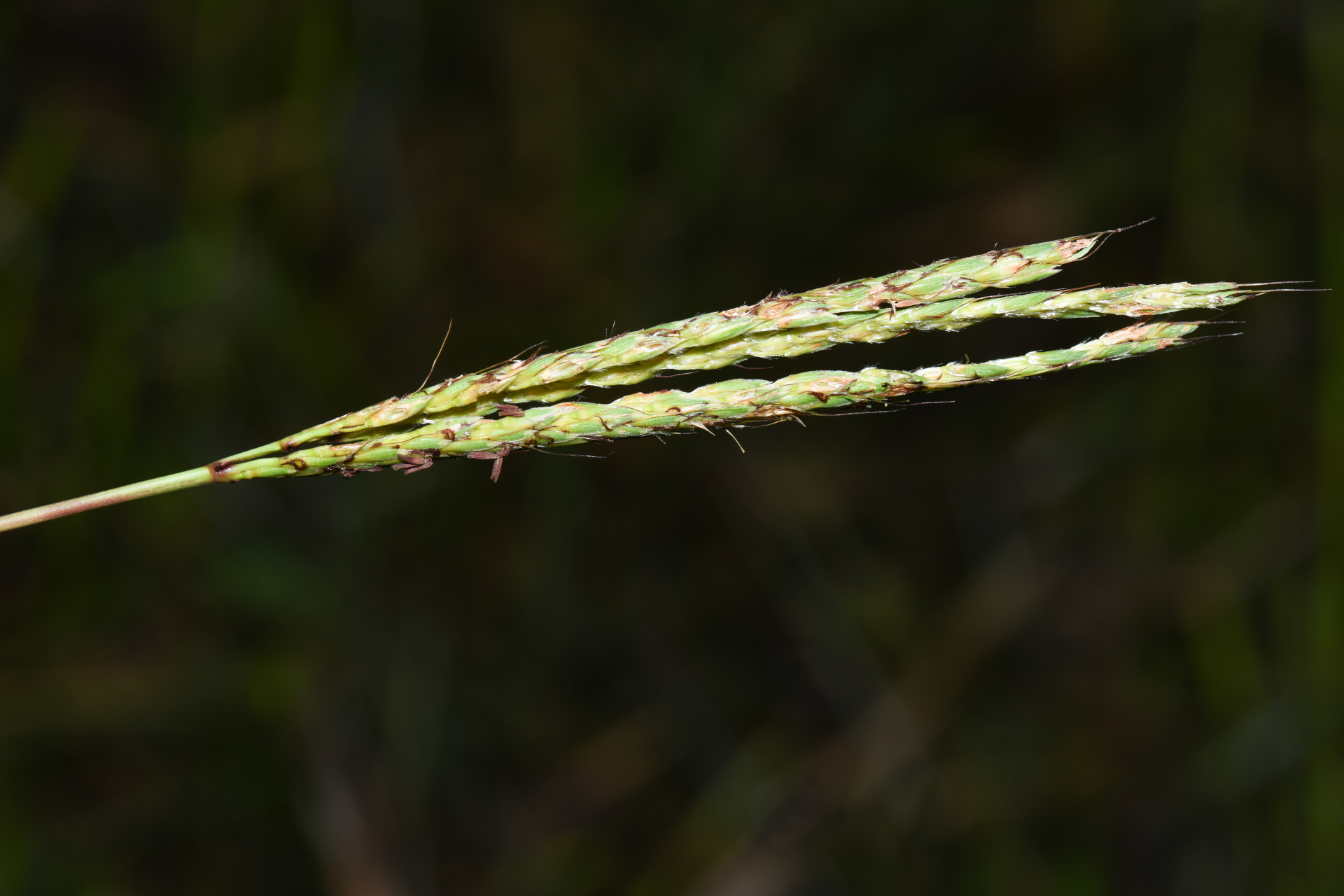 Ischaemum guianense Kunth ex Hack. - Photo Bivouac Naturaliste
