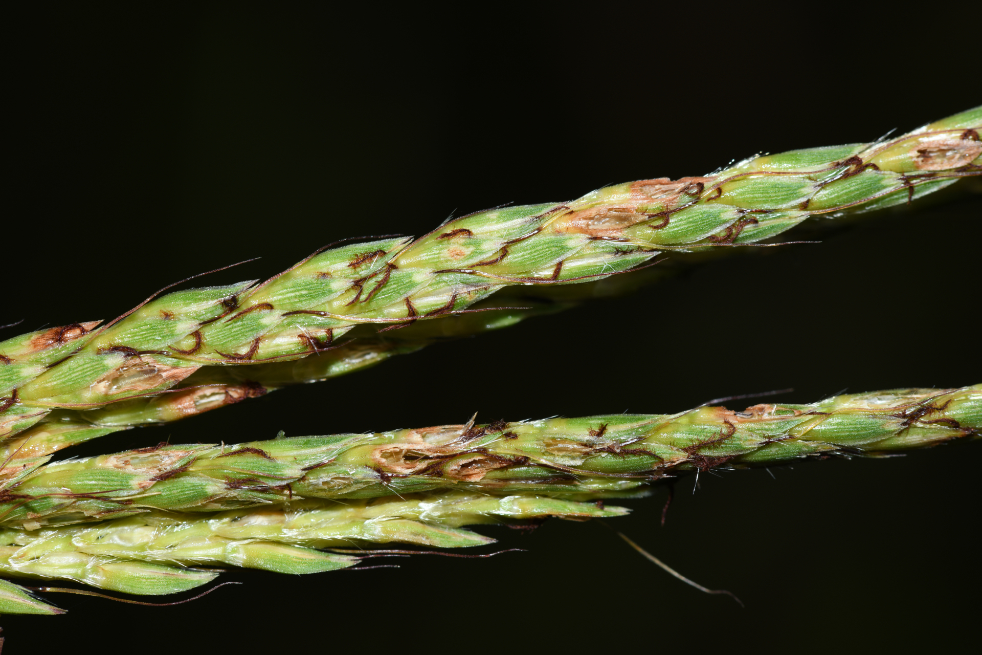 Ischaemum guianense Kunth ex Hack. - Photo Bivouac Naturaliste