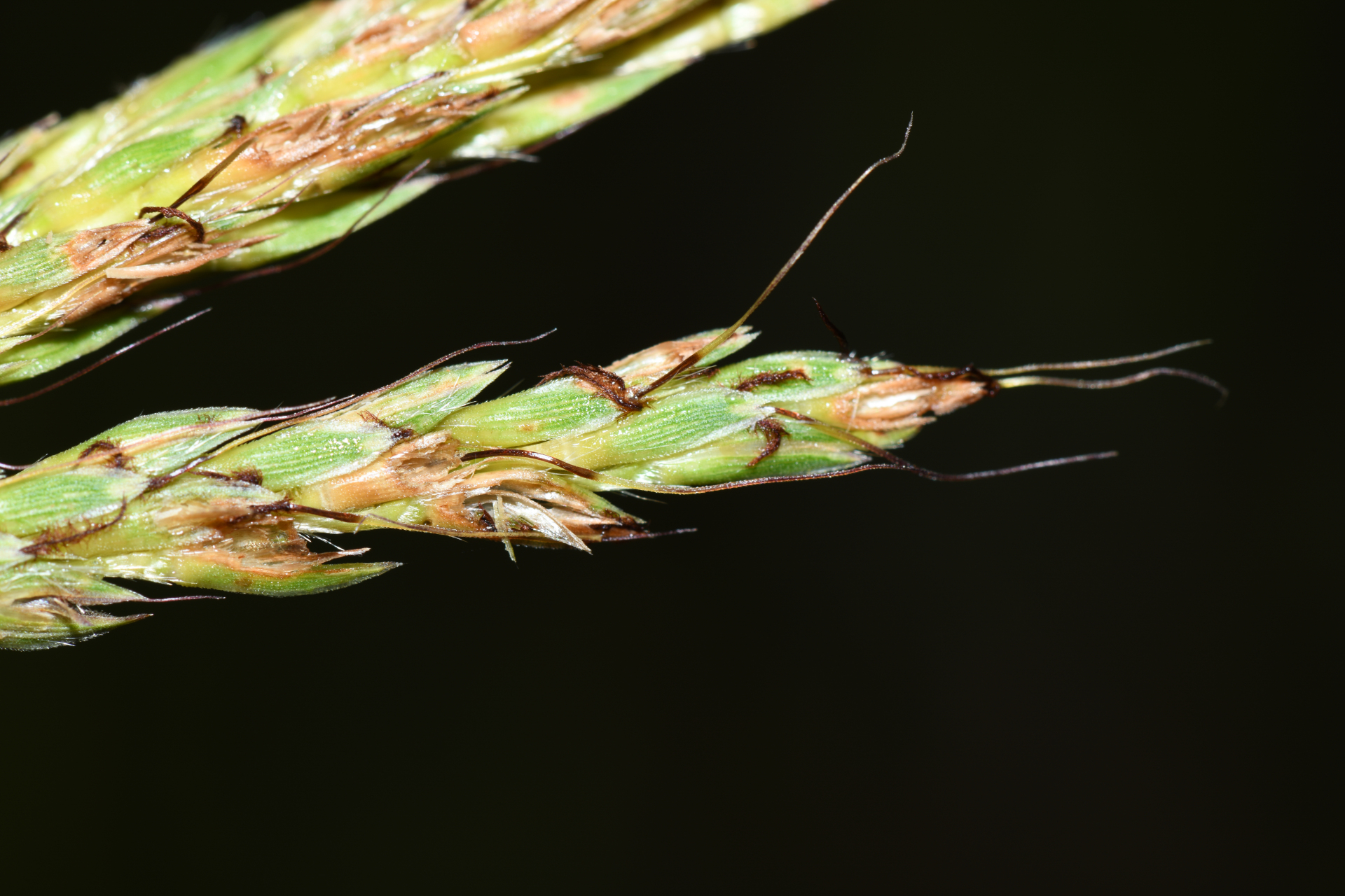 Ischaemum guianense Kunth ex Hack. - Photo Bivouac Naturaliste