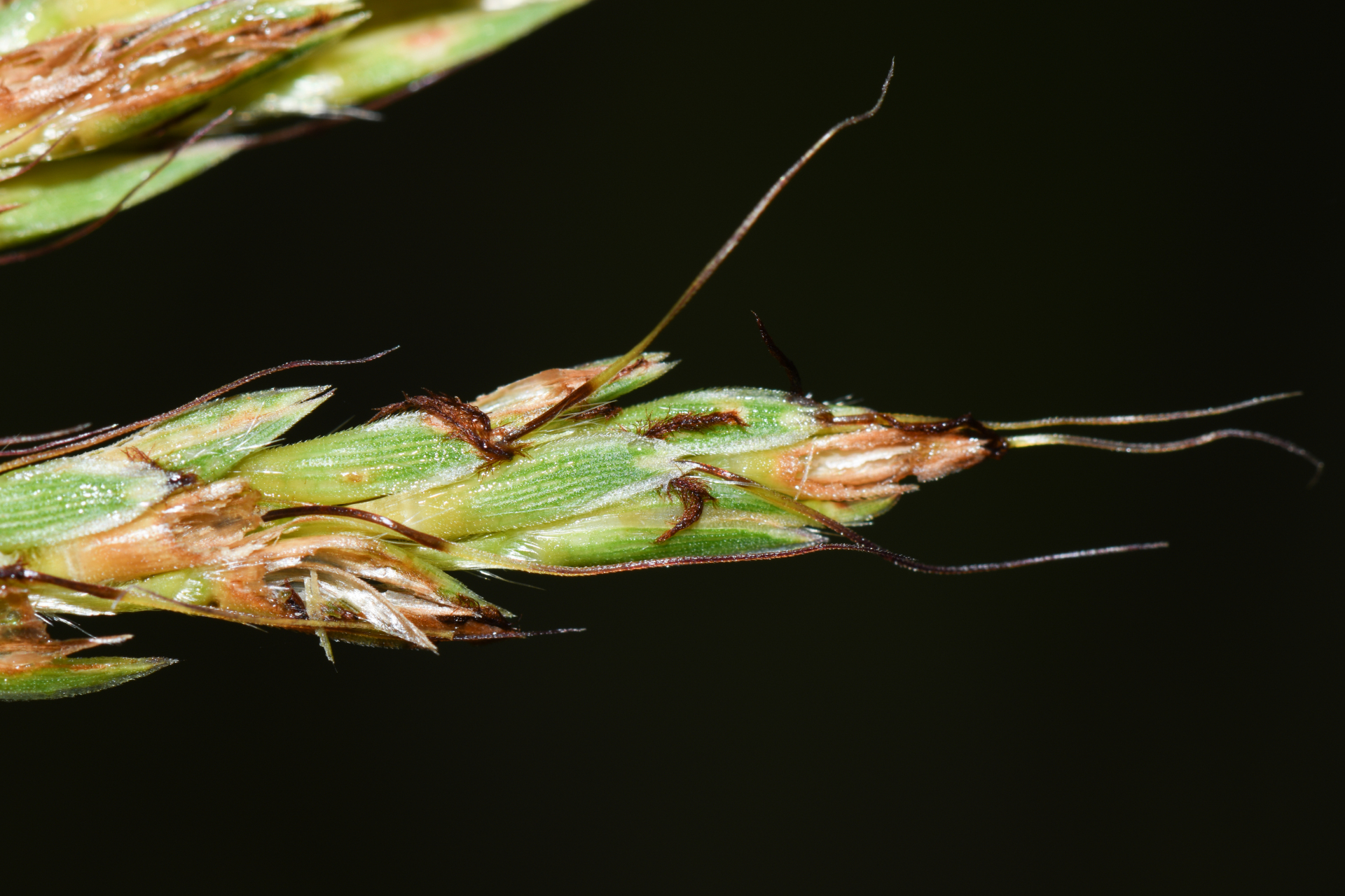 Ischaemum guianense Kunth ex Hack. - Photo Bivouac Naturaliste