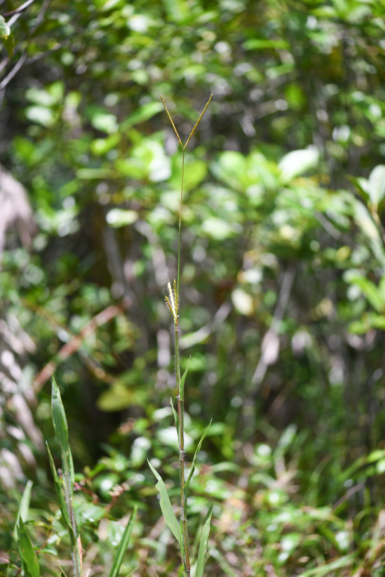 Ischaemum guianense Kunth ex Hack. - Photo Bivouac Naturaliste