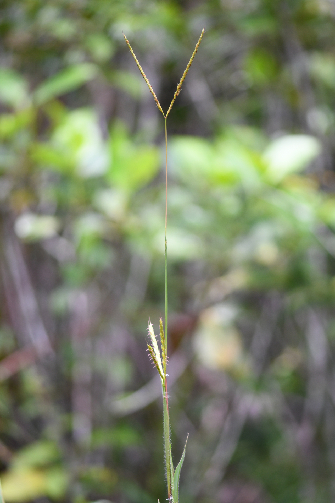 Ischaemum guianense Kunth ex Hack. - Photo Bivouac Naturaliste