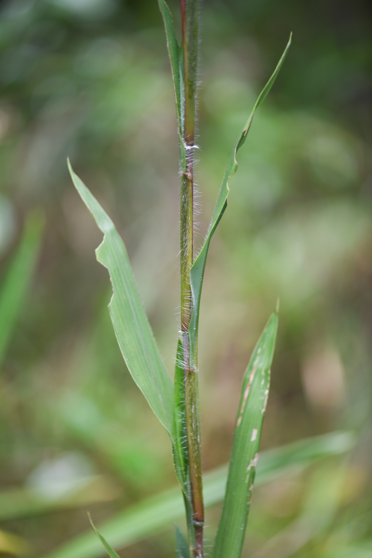 Ischaemum guianense Kunth ex Hack. - Photo Bivouac Naturaliste