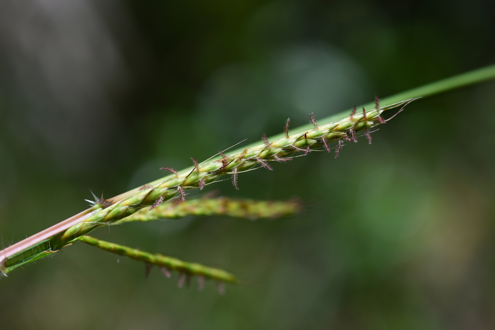 Ischaemum guianense Kunth ex Hack. - Photo Bivouac Naturaliste