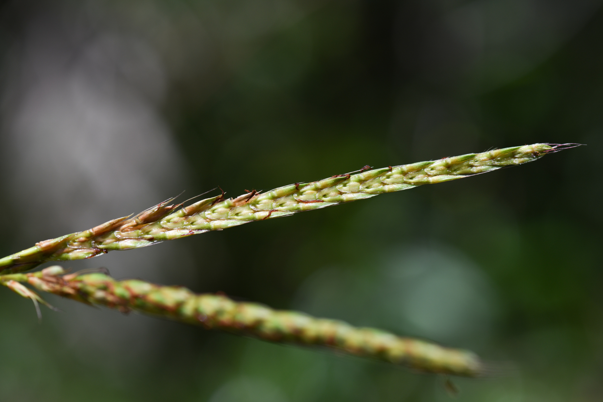 Ischaemum guianense Kunth ex Hack. - Photo Bivouac Naturaliste