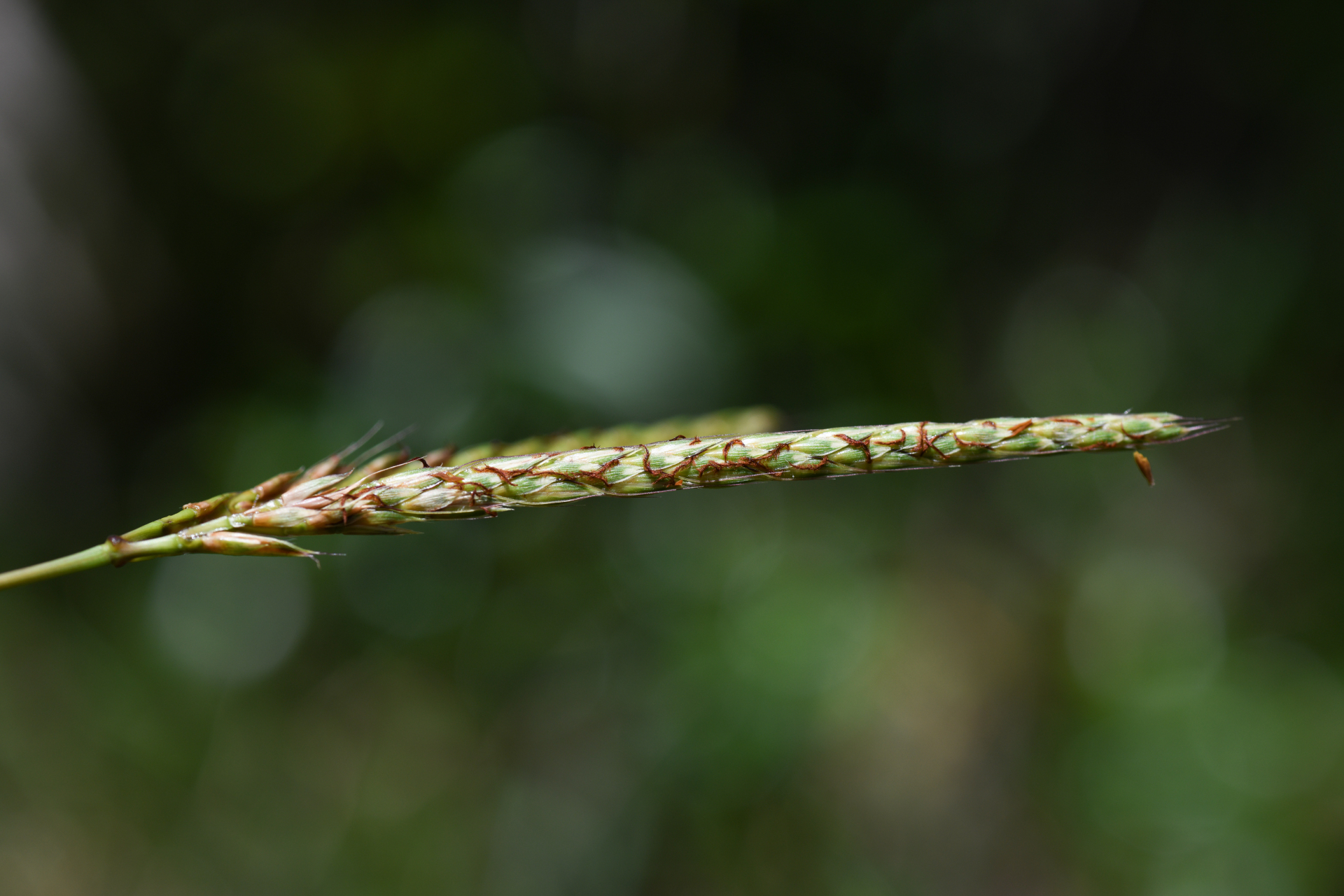 Ischaemum guianense Kunth ex Hack. - Photo Bivouac Naturaliste