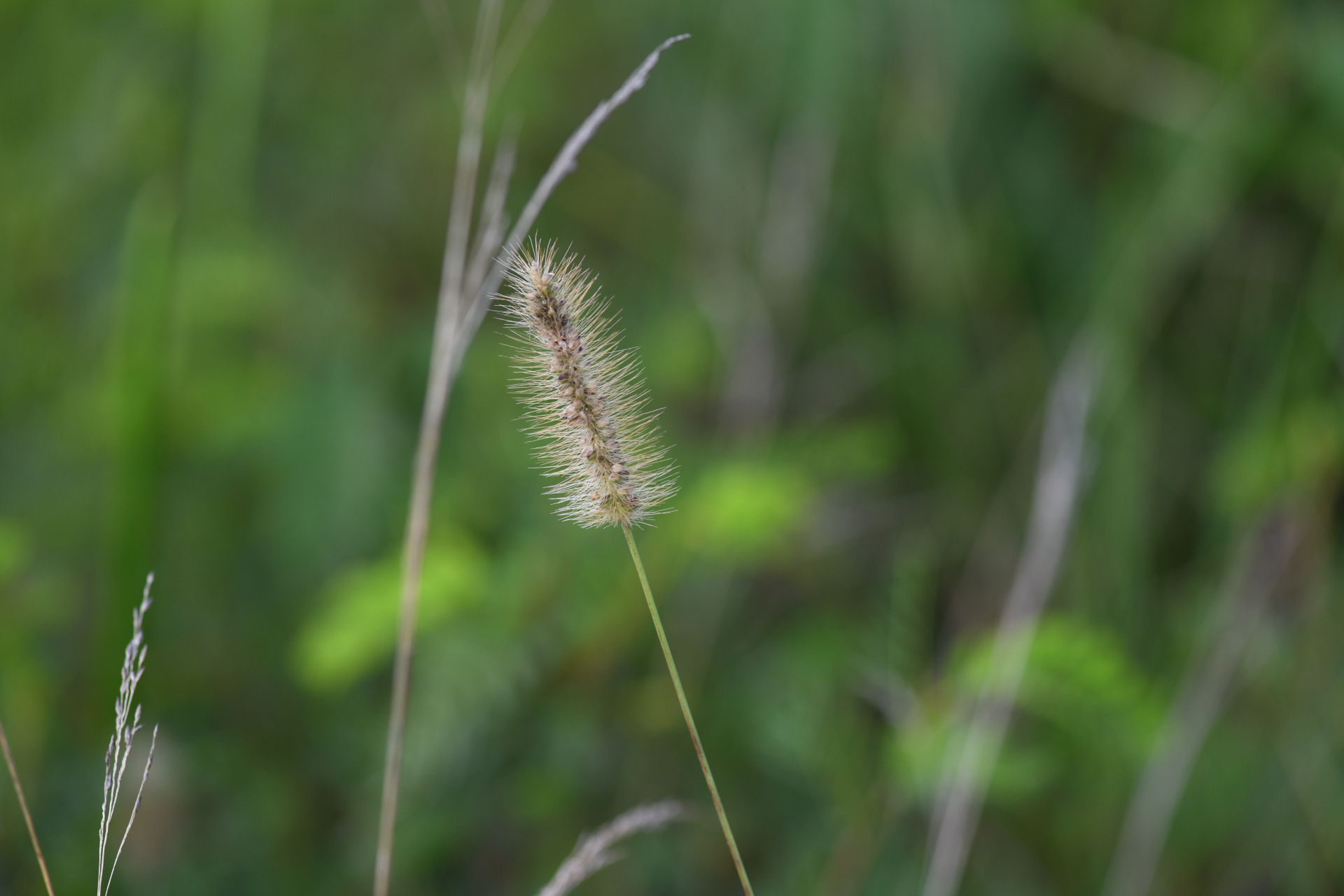 Setaria parviflora (Poir.) Kerguélen - Photo Bivouac Naturaliste