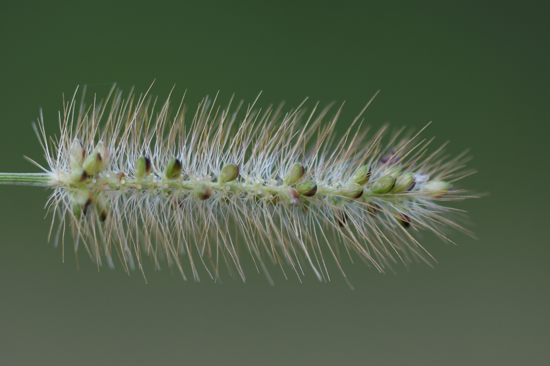 Setaria parviflora (Poir.) Kerguélen - Photo Bivouac Naturaliste