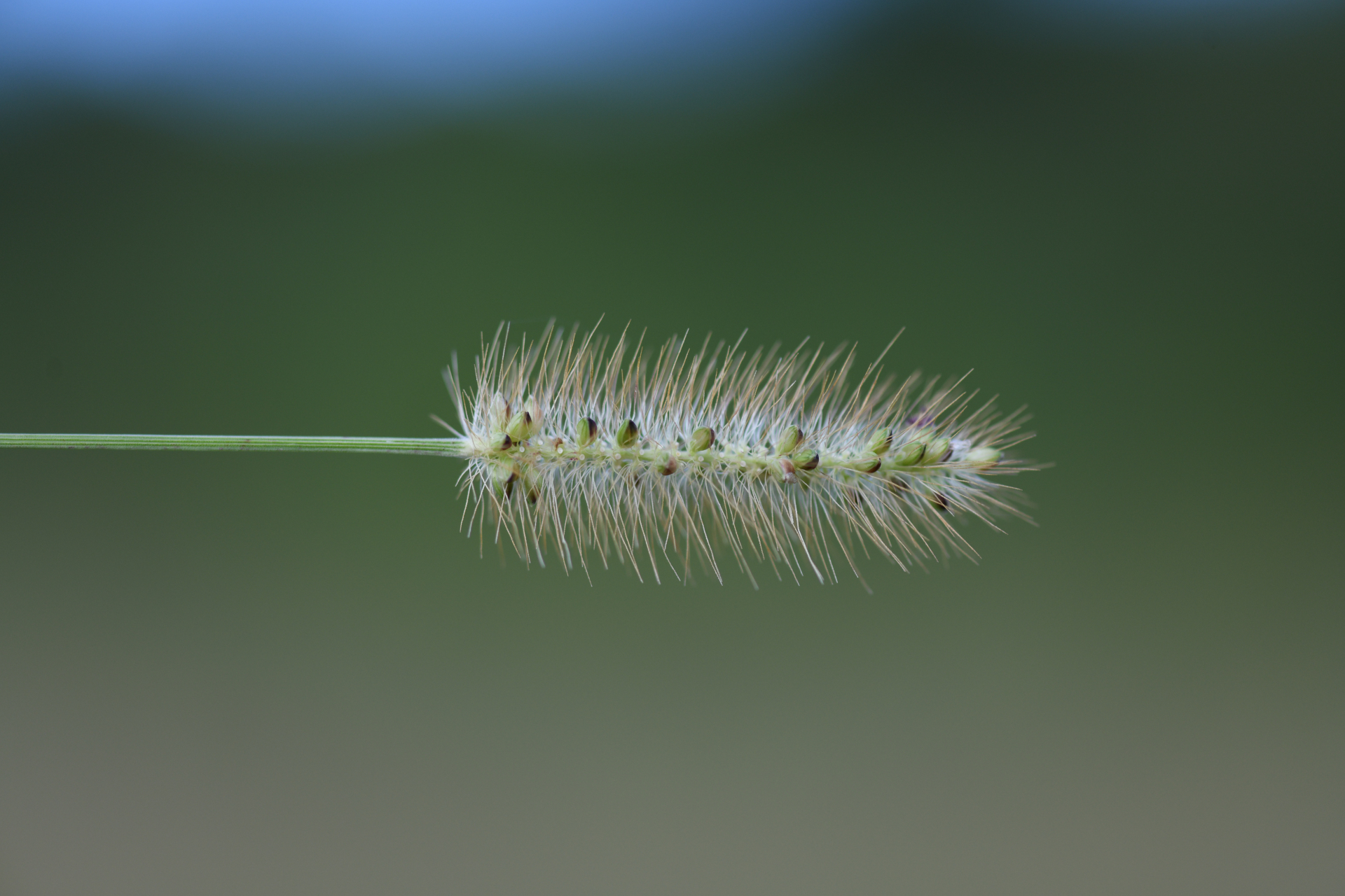 Setaria parviflora (Poir.) Kerguélen - Photo Bivouac Naturaliste