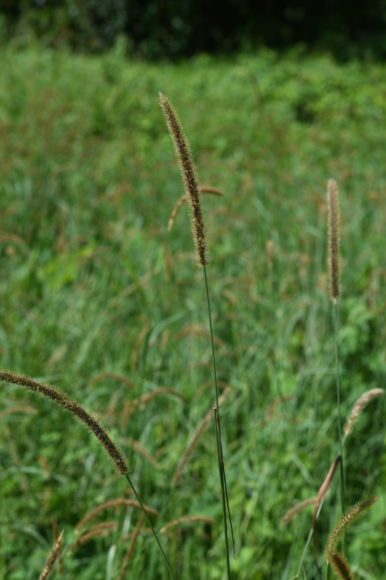 Setaria parviflora (Poir.) Kerguélen - Photo Bivouac Naturaliste