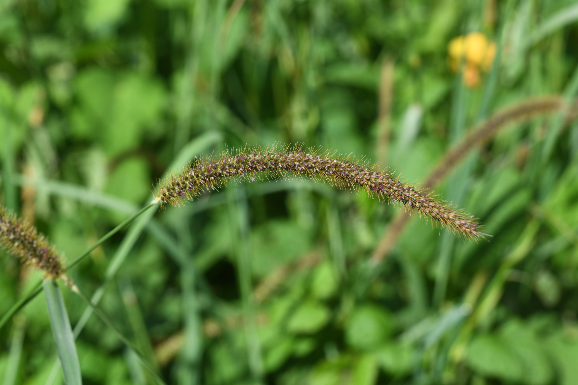 Setaria parviflora (Poir.) Kerguélen - Photo Bivouac Naturaliste