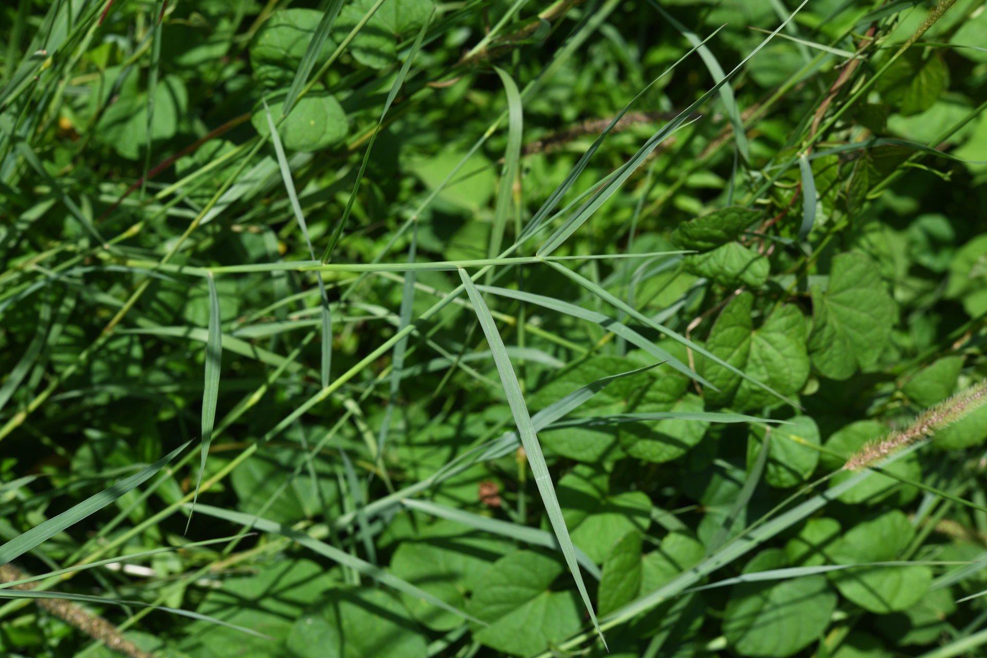Setaria parviflora (Poir.) Kerguélen - Photo Bivouac Naturaliste