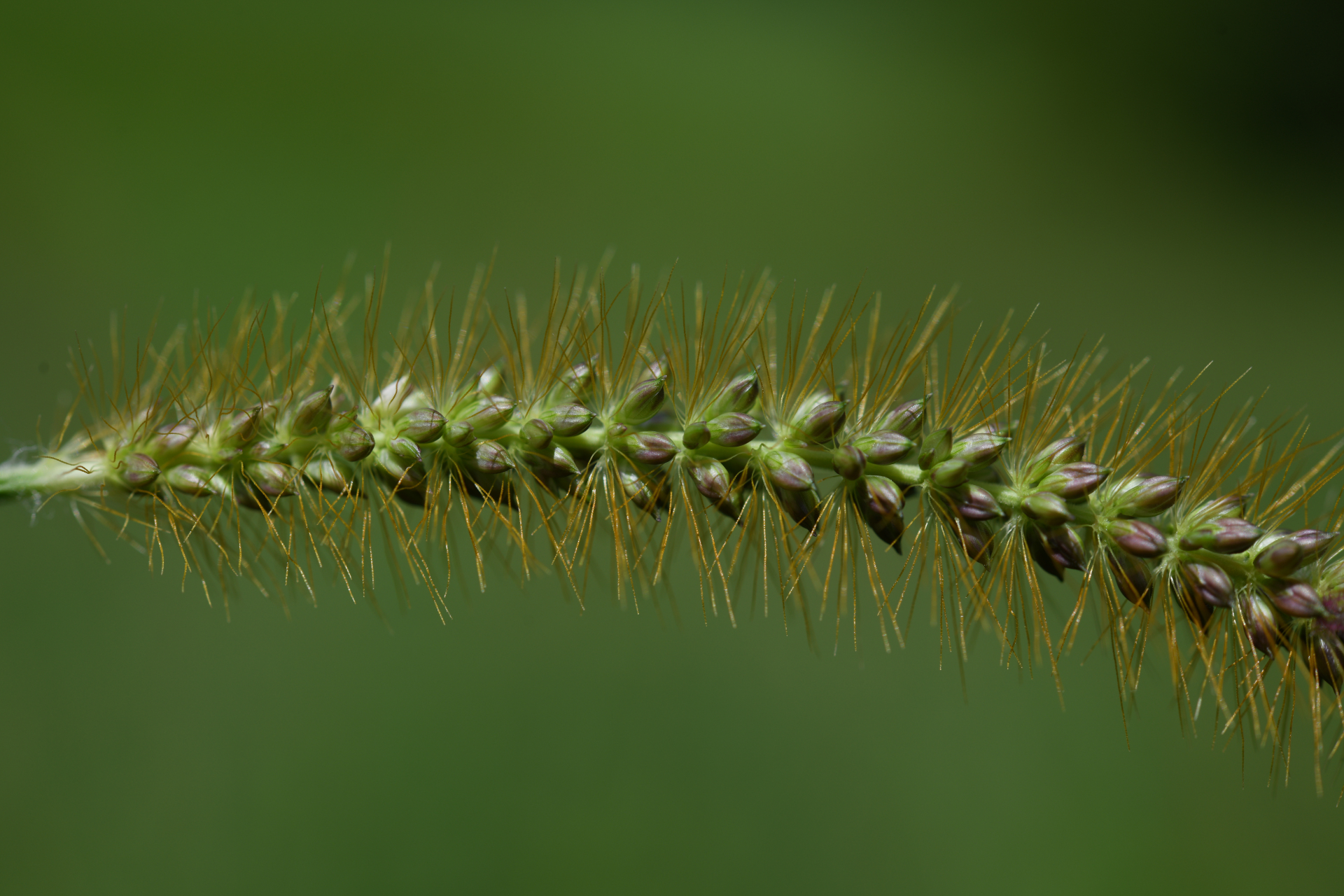 Setaria parviflora (Poir.) Kerguélen - Photo Bivouac Naturaliste