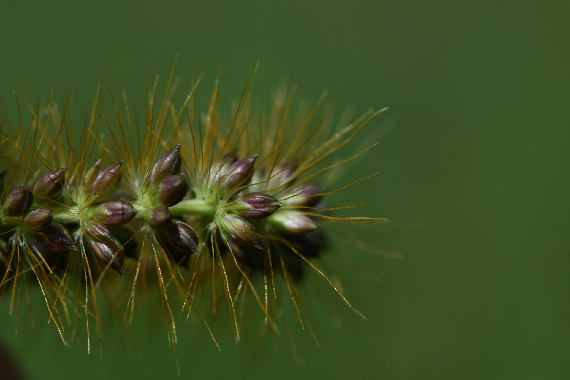 Setaria parviflora (Poir.) Kerguélen - Photo Bivouac Naturaliste