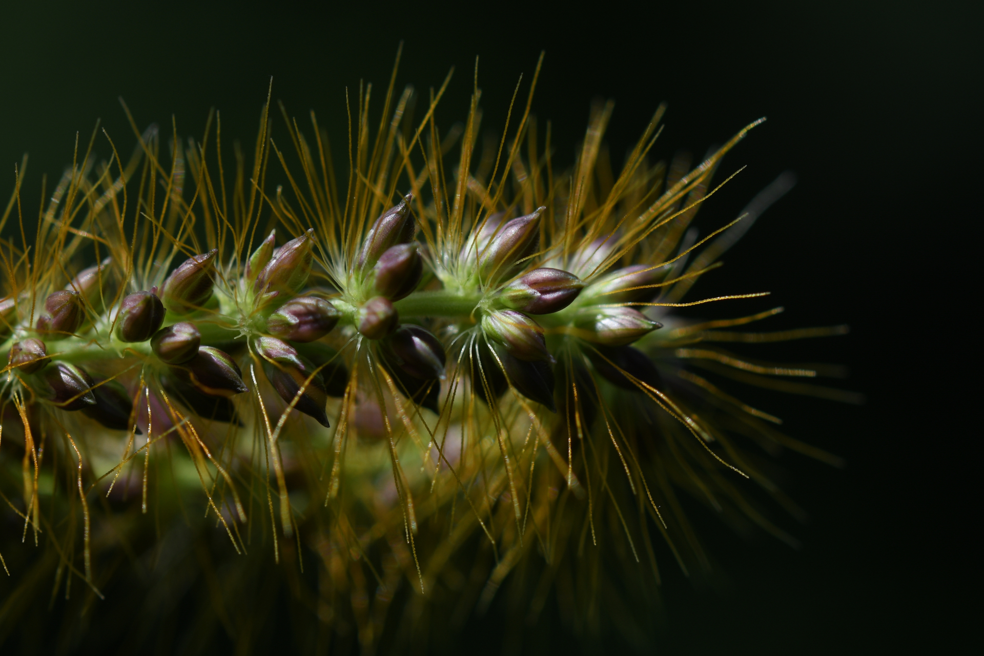 Setaria parviflora (Poir.) Kerguélen - Photo Bivouac Naturaliste