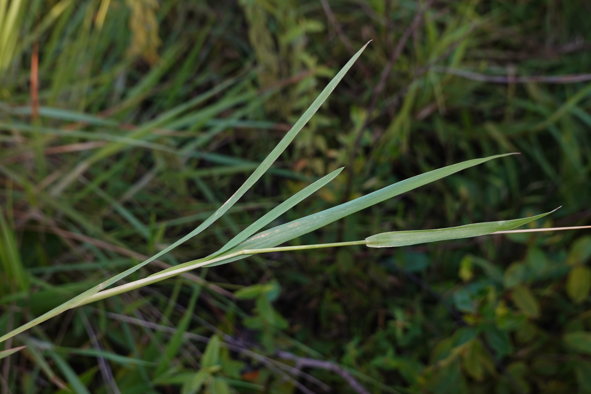 Setaria parviflora (Poir.) Kerguélen - Photo Bivouac Naturaliste